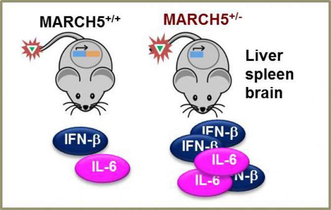 마치5 단백질이 없는 쥐(오른쪽)은 면역물질(IL-6, IFN-β)이 과도하게 만들어지지만, 마치5 단백질이 있는 쥐는 그 양이 조절된다. - 아주대·충남대 제공